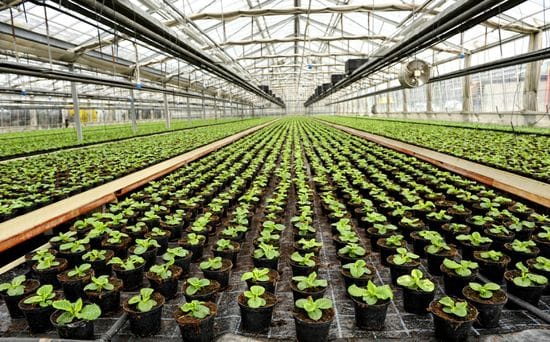 Commercial Greenhouses' Essential Need for Airflow: Cultivating Success